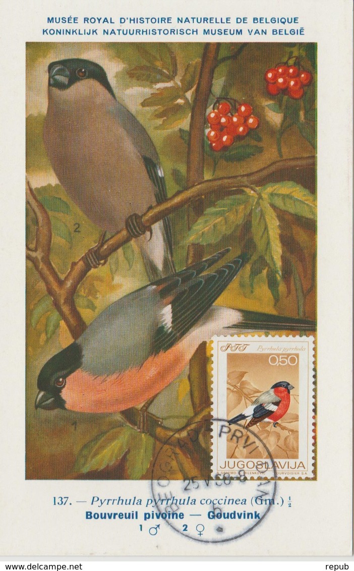 Yougoslavie Carte Maximum Oiseaux 1968 Bouvreuil 1177 - Cartes-maximum