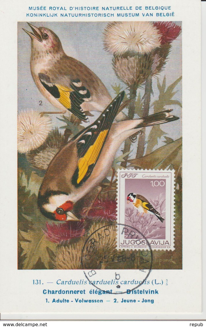 Yougoslavie Carte Maximum Oiseaux 1968 Chardonneret 1178 - Cartes-maximum