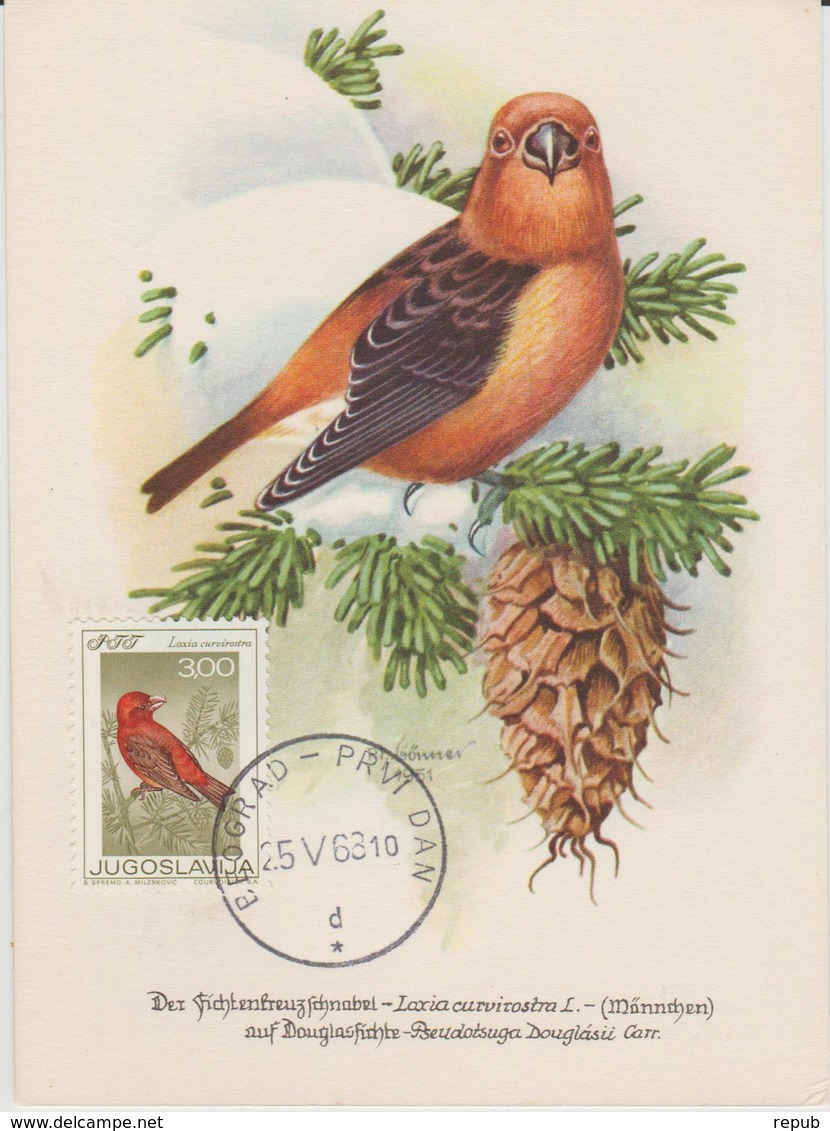 Yougoslavie Carte Maximum Oiseaux 1968 Bec Croisé 1181 - Cartes-maximum