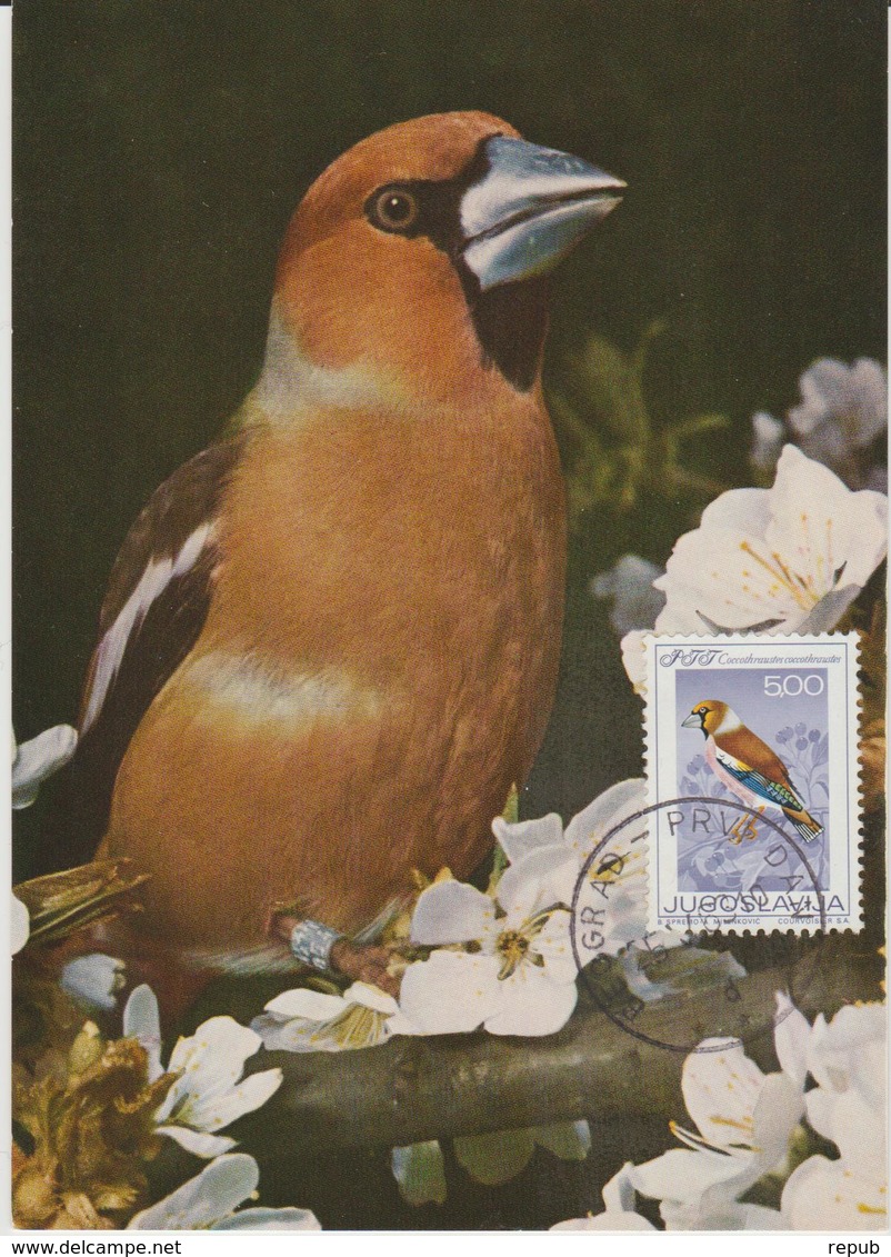 Yougoslavie Carte Maximum Oiseaux 1968 Gros Bec 1182 - Cartes-maximum