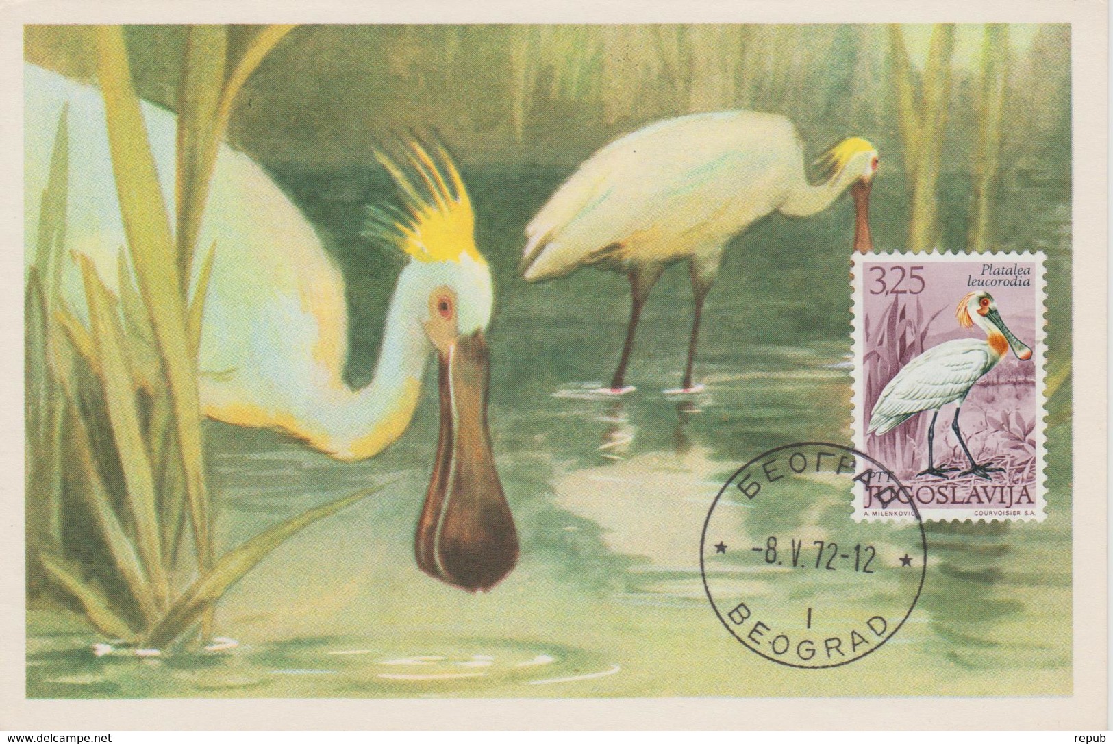 Yougoslavie Carte Maximum Oiseaux 1972 Spatule 1348 - Cartes-maximum