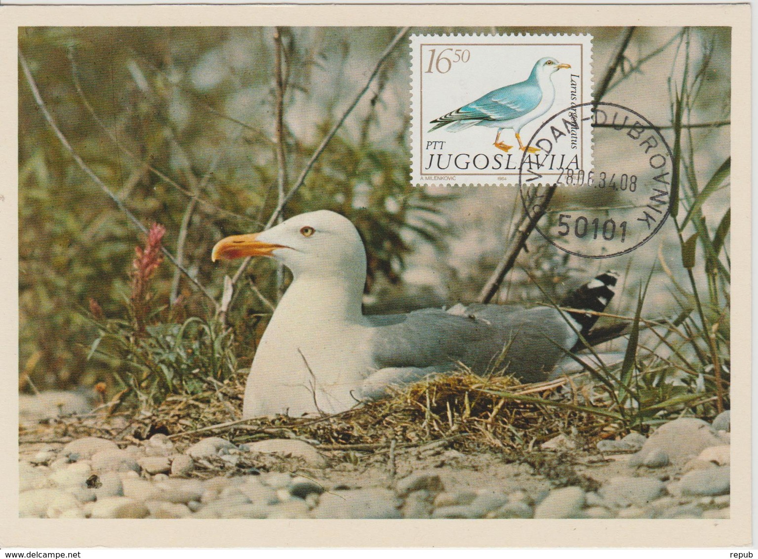 Yougoslavie Carte Maximum Oiseaux 1984 Goéland 1937 - Cartes-maximum