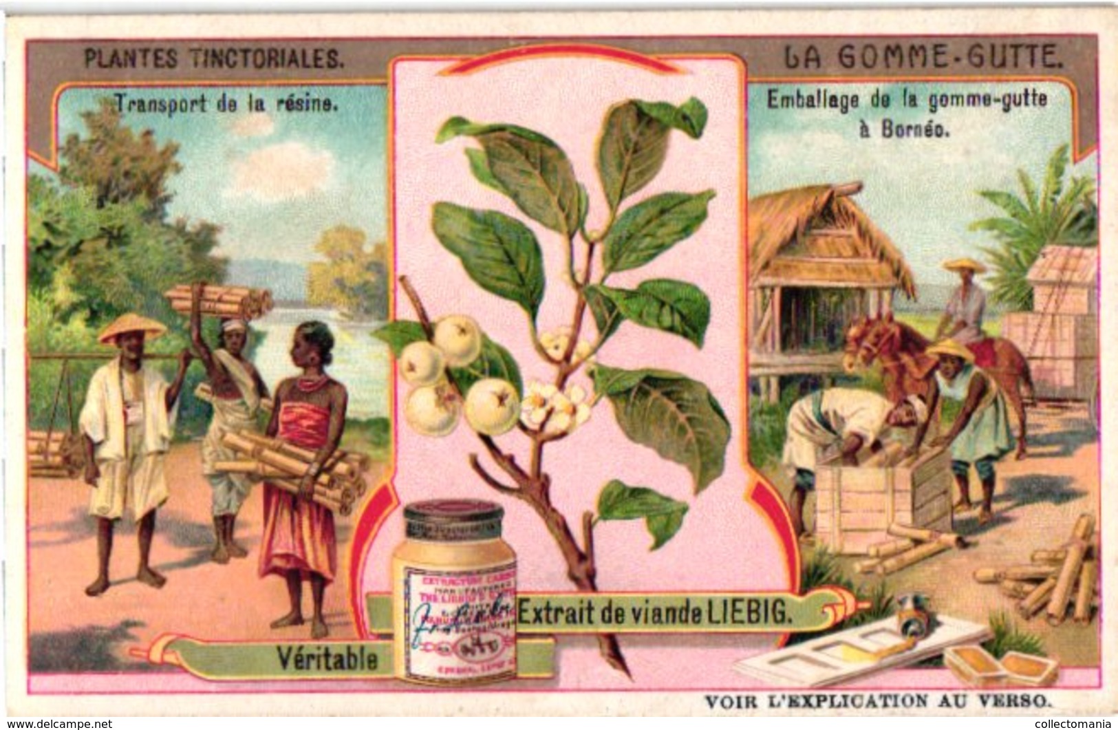 0969 Liebig 6 Cards- C1909  Plants Used For Colours-Plantes Tinctoriales-Rose-Garance-Gomme-Gutte-Bornéo-Pastel-Indigo - Liebig