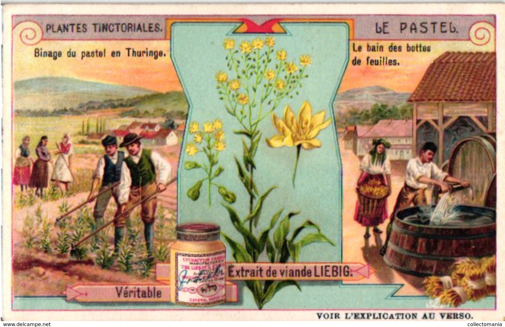 0969 Liebig 6 Cards- C1909  Plants Used For Colours-Plantes Tinctoriales-Rose-Garance-Gomme-Gutte-Bornéo-Pastel-Indigo - Liebig