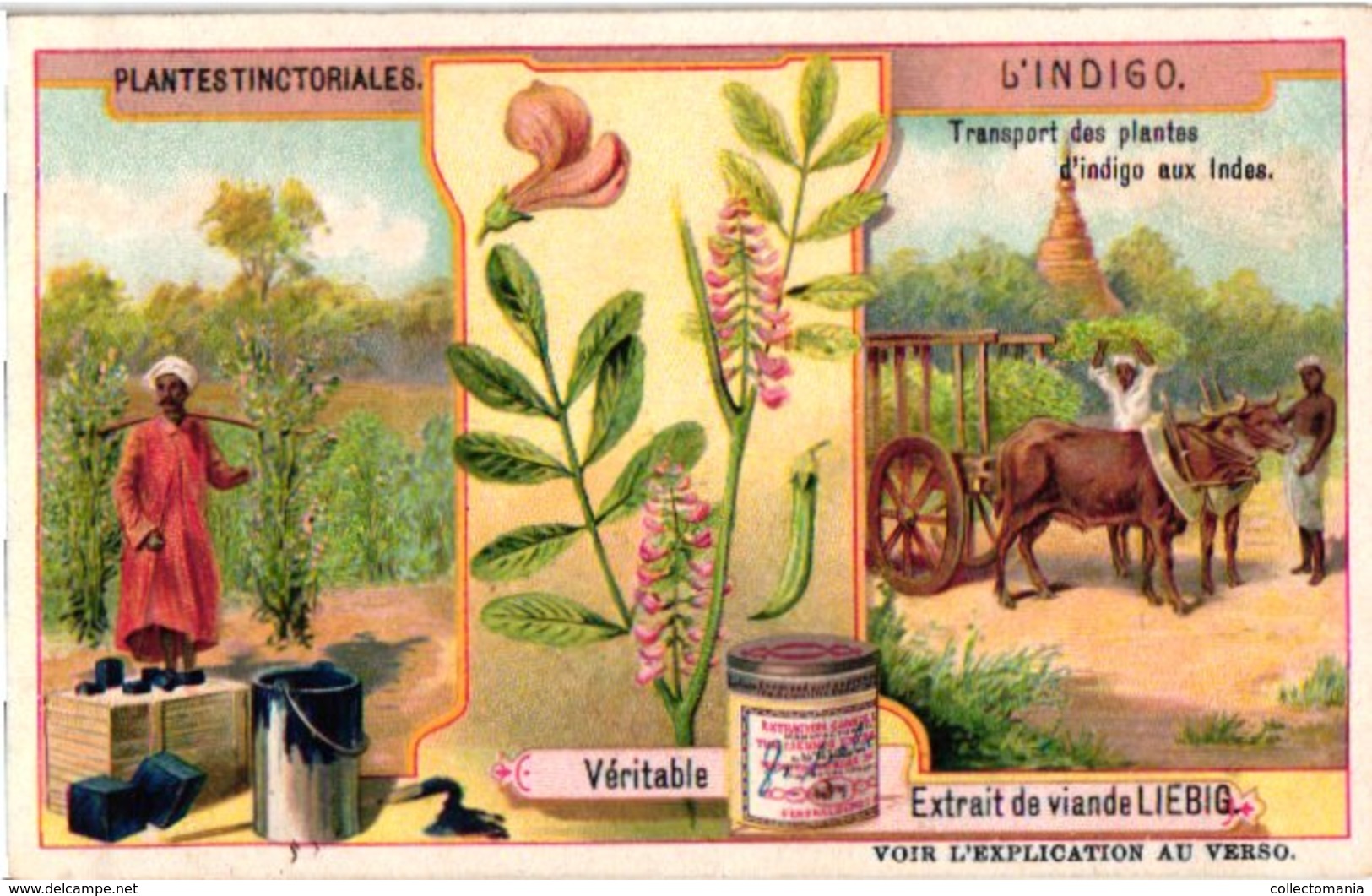 0969 Liebig 6 Cards- C1909  Plants Used for Colours-Plantes Tinctoriales-Rose-Garance-Gomme-Gutte-Bornéo-Pastel-Indigo