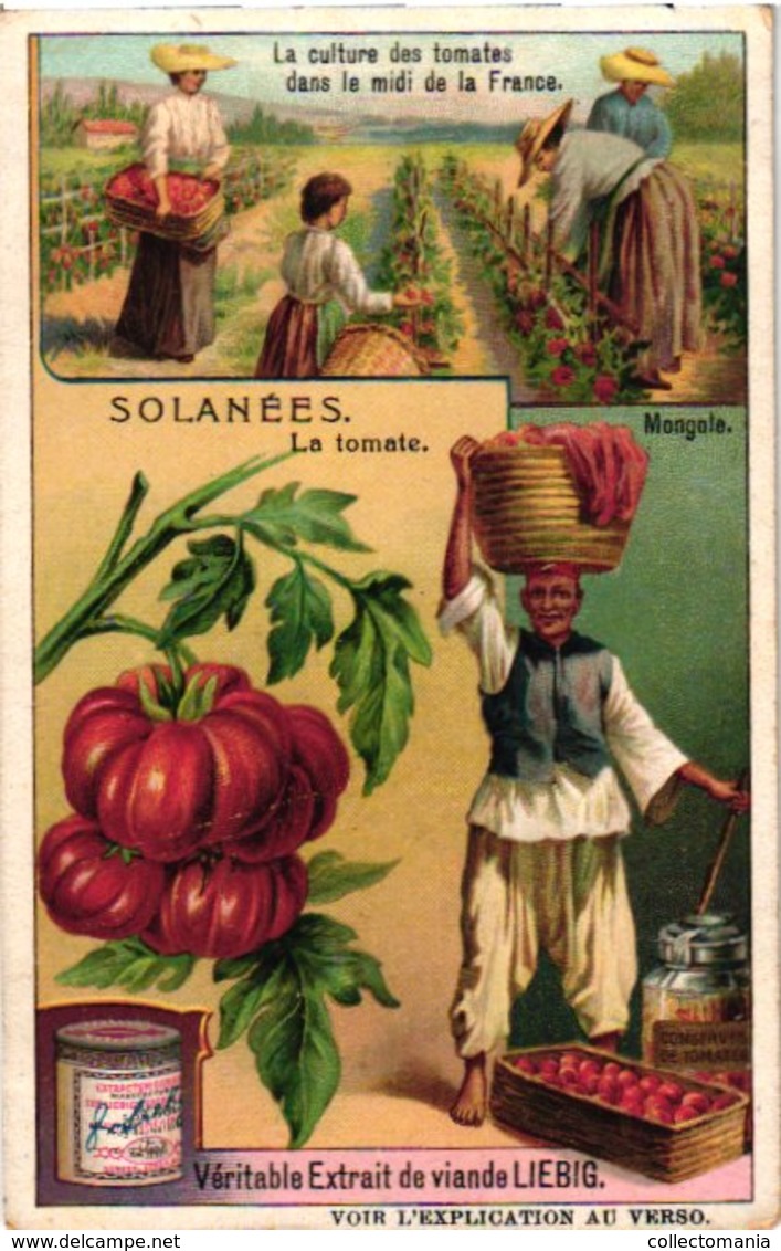 0976 Liebig 6 Cards- C1909-Solanaceae-Deadly Nightshade Family-Solanées-Belladone-Tomate-Piment-Datura-pomme De Terre - Liebig
