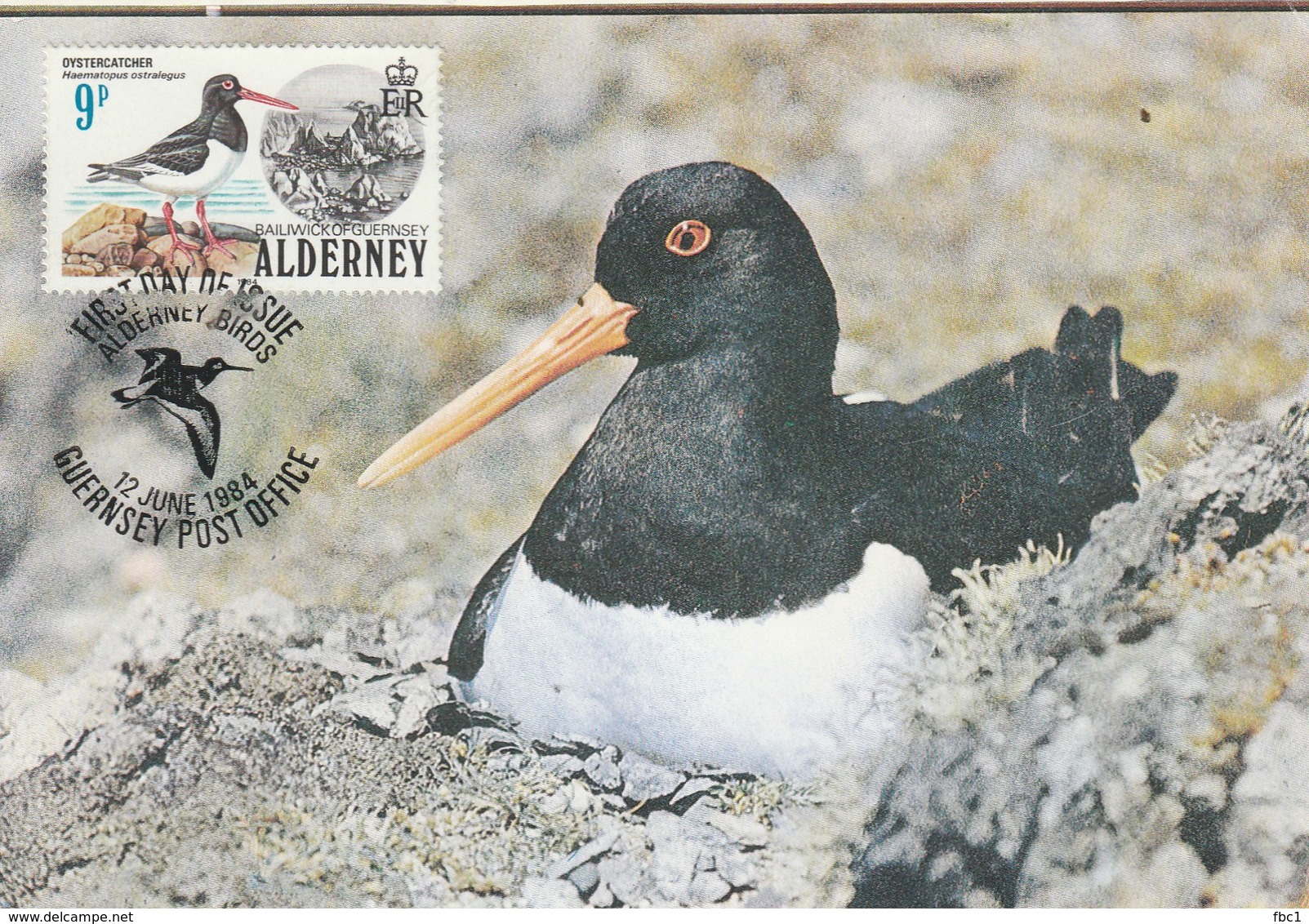 Carte Maximum - Oiseaux - Oystercatcher - Alderney - Autres & Non Classés