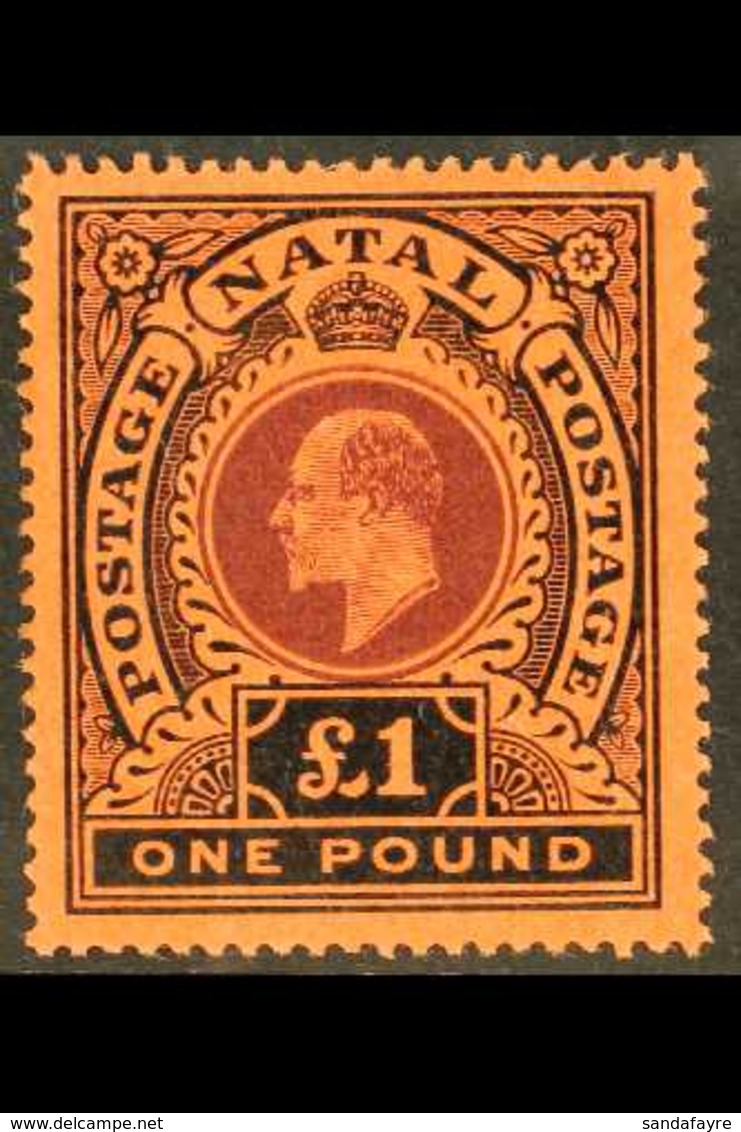 NATAL 1908-09 £1 Purple And Black On Red, SG 171, Very Fine Mint.  For More Images, Please Visit Http://www.sandafayre.c - Non Classificati