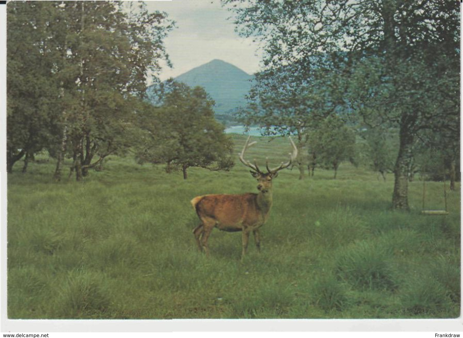 Postcard - A Red Deer Stag Card No.pso83975  - Unused Very Good - Unclassified