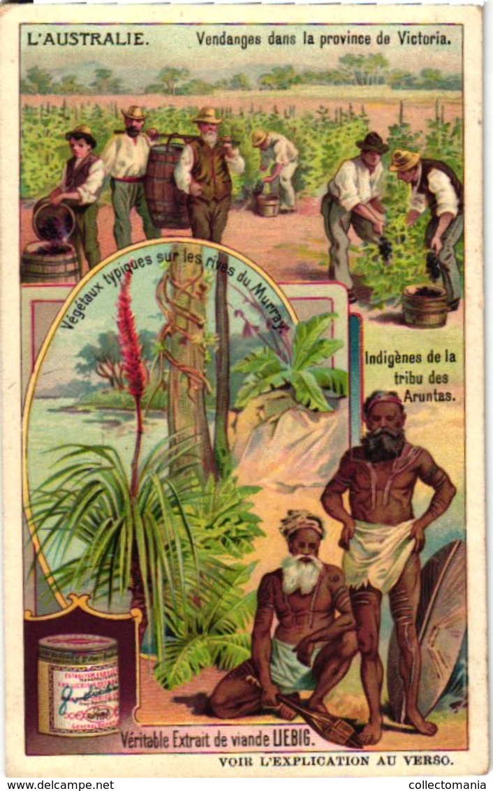 0984  Liebig 6 Cards- C1910 Australie-Nouvelle-Galles-Sydney-Or- Kimberley-Tribu Aruntas-Kangourou-Emoe-Tasmania - Liebig