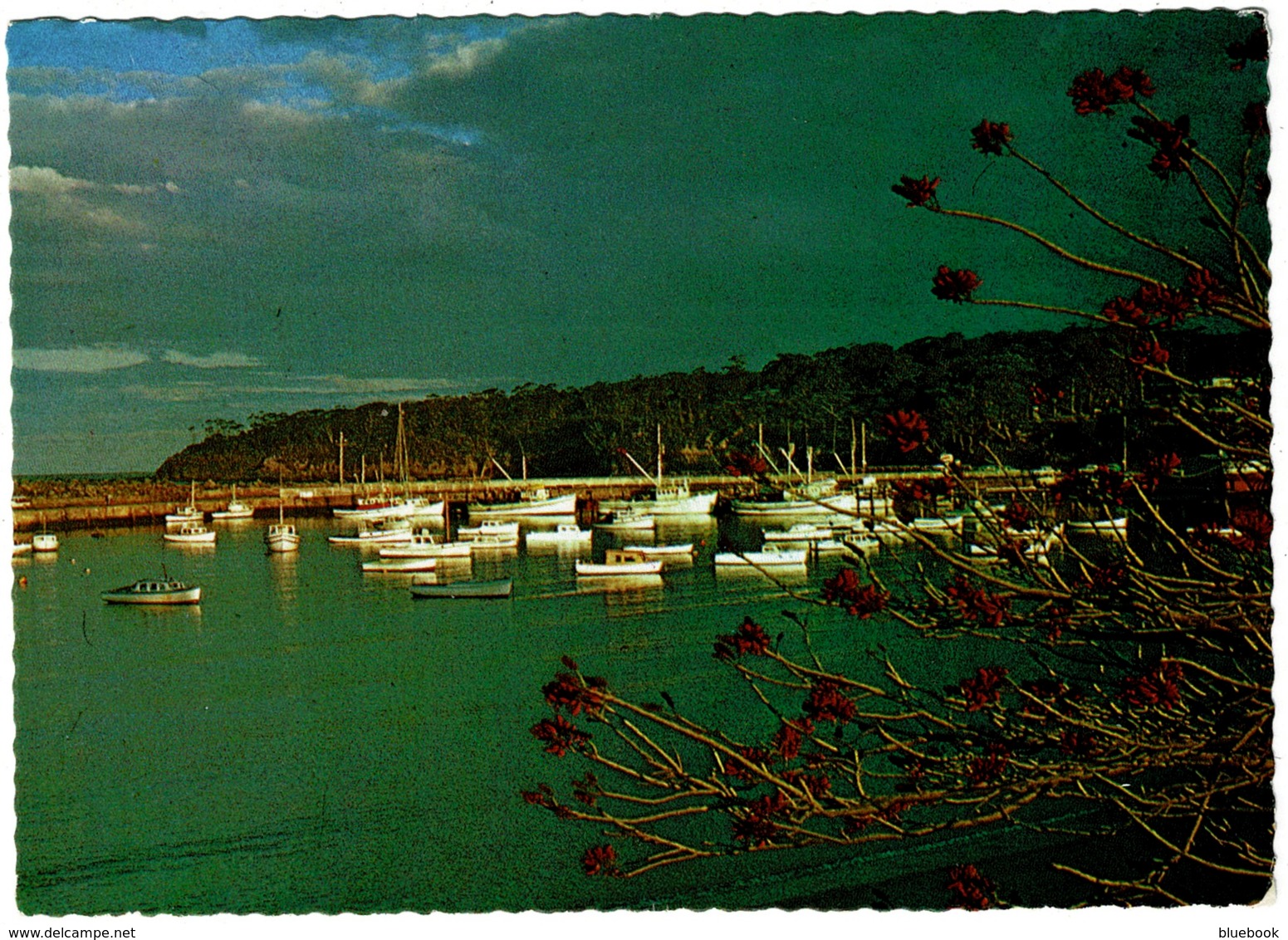 Ref 1260 - Postcard - Boat Harbour Ulladulla - New South Wales - Australia - Other & Unclassified