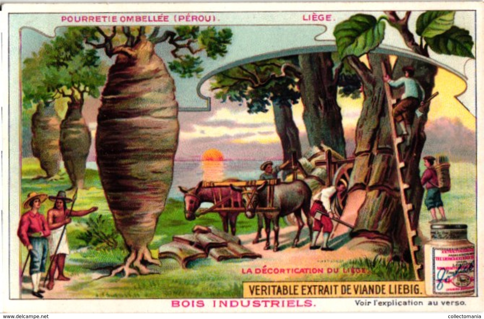 0820 Liebig 6 Cards-Bois Industriels-Trees & Their Uses-Quinquina-Cèdre-Acajou-Brésil-Caoutchouc-C1905 - Liebig