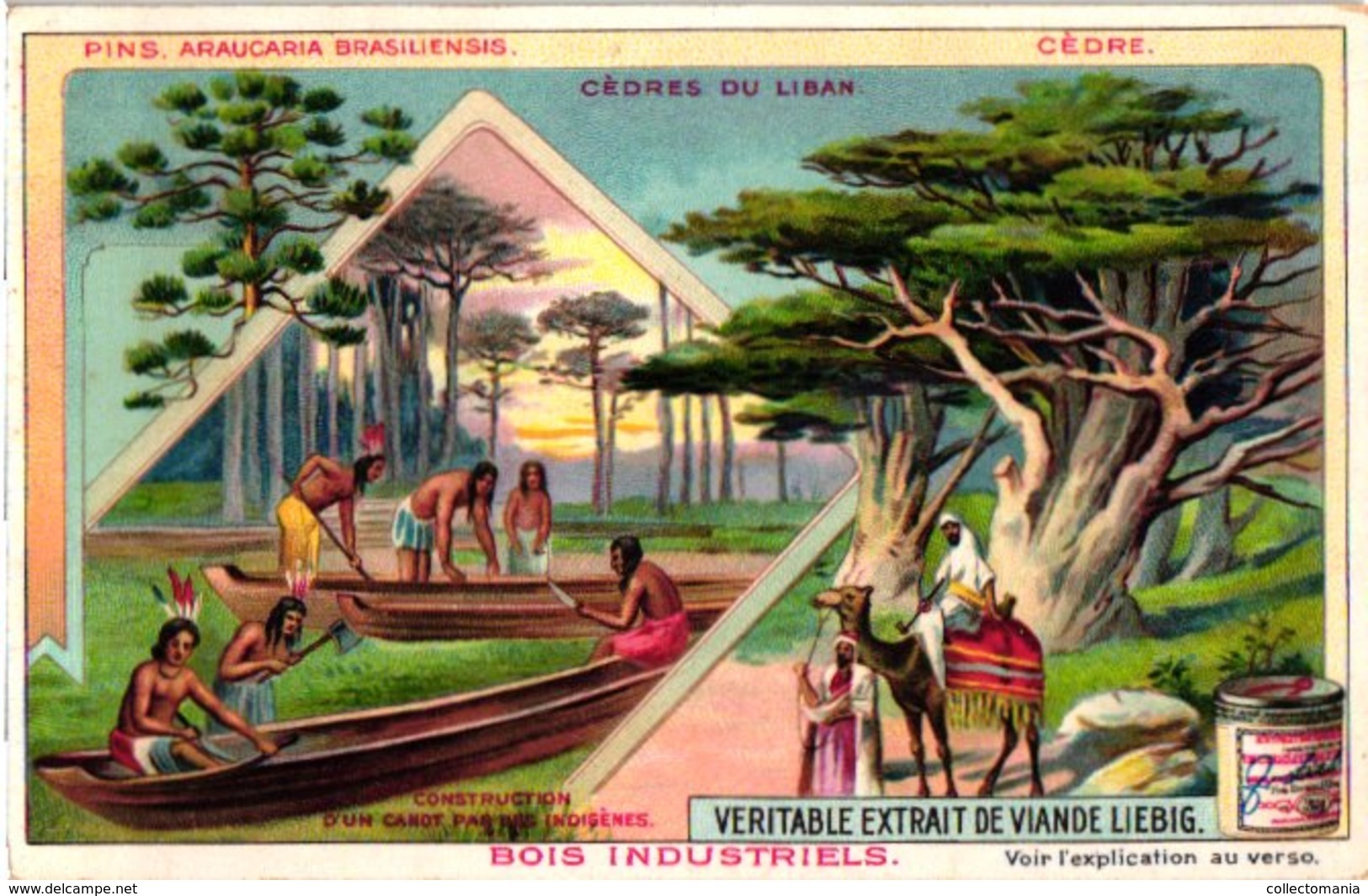 0820 Liebig 6 Cards-Bois Industriels-Trees & Their Uses-Quinquina-Cèdre-Acajou-Brésil-Caoutchouc-C1905 - Liebig