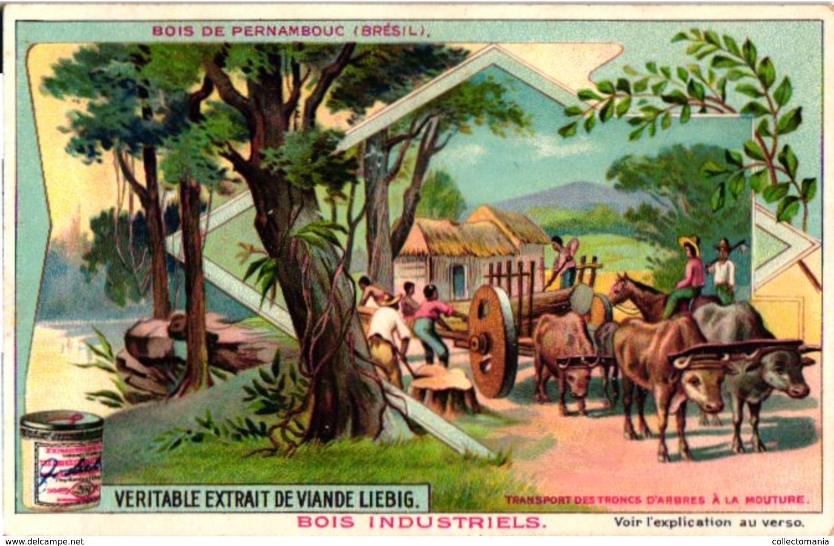 0820 Liebig 6 Cards-Bois Industriels-Trees & Their Uses-Quinquina-Cèdre-Acajou-Brésil-Caoutchouc-C1905 - Liebig