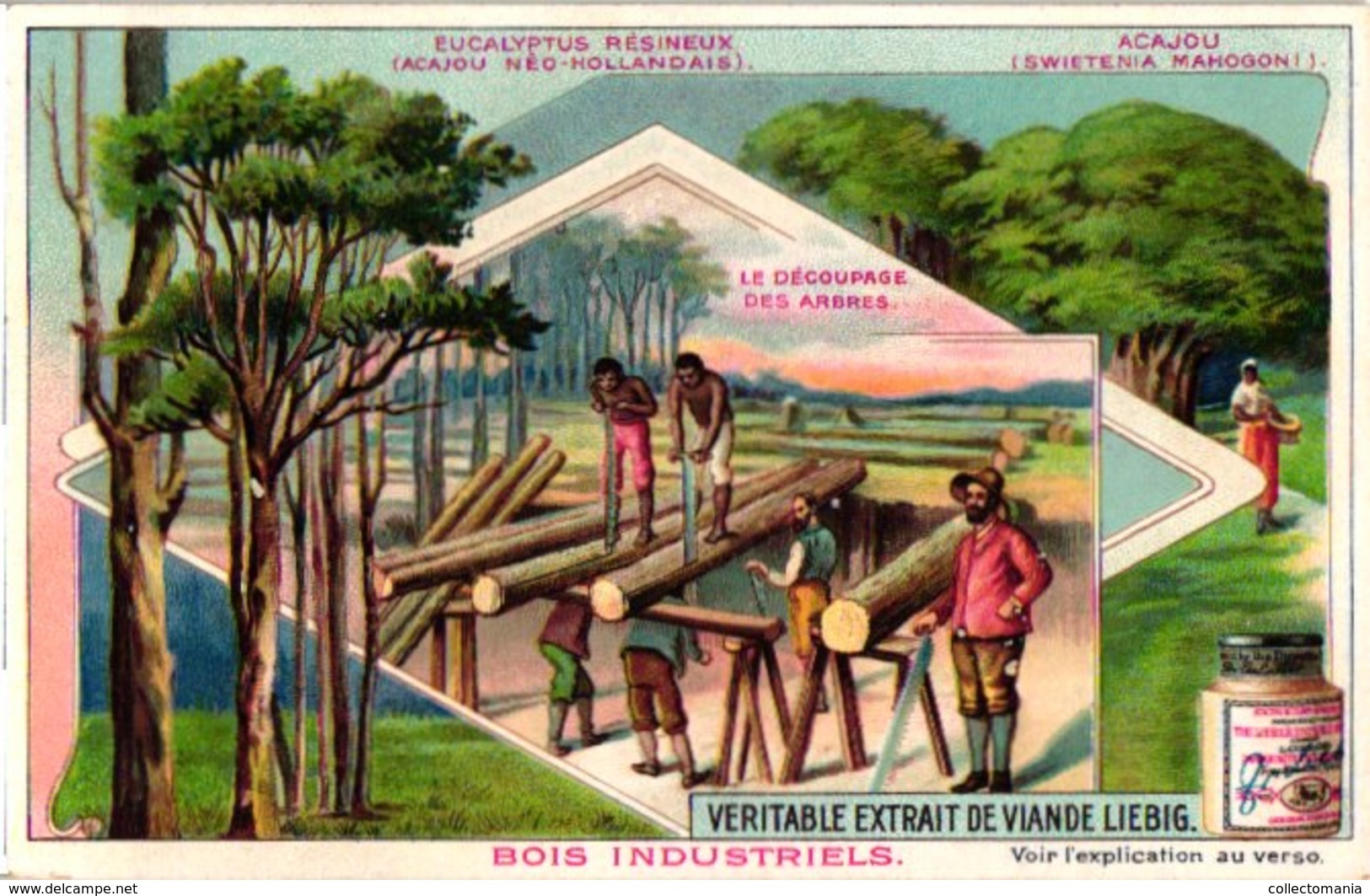 0820 Liebig 6 Cards-Bois Industriels-Trees & Their Uses-Quinquina-Cèdre-Acajou-Brésil-Caoutchouc-C1905 - Liebig