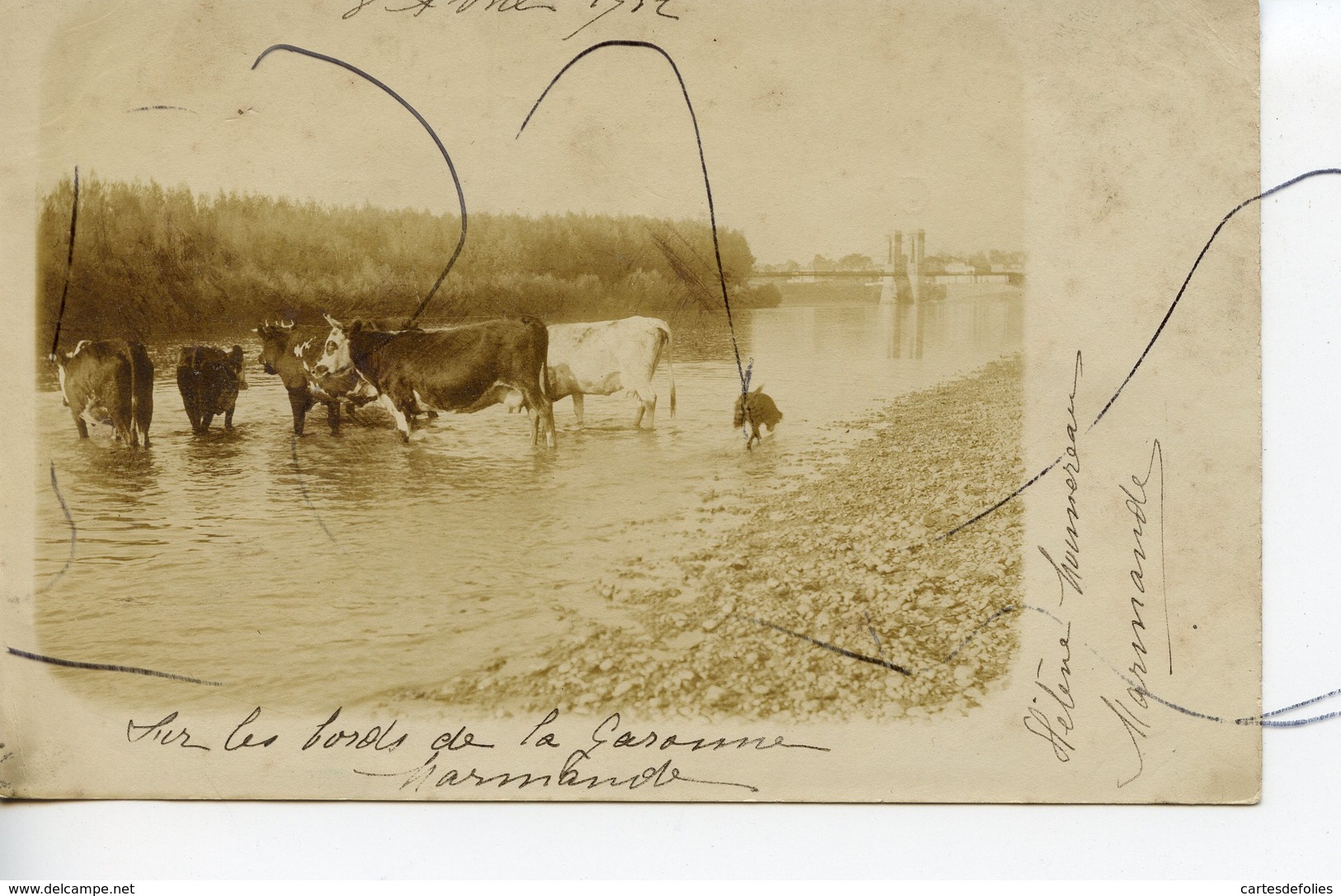 CARTE PHOTO ?. CPA . D47.  Marmande. Sur Les Bords De La Garonne. Troupeaux De Vaches Et  Pont Suspendu . Avril 1912 - Marmande