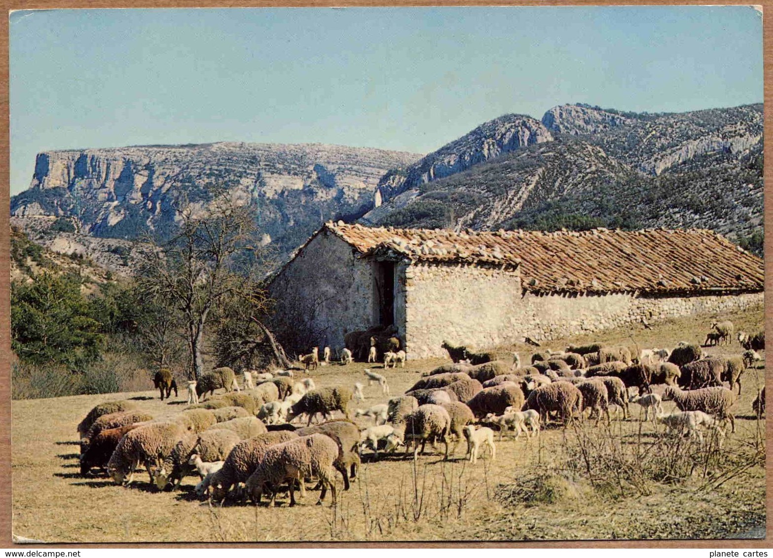 PROVENCE - Lot De 5 Cartes : Scènes Pastorales, Moutons, Bergerie, Transhumance - Crías