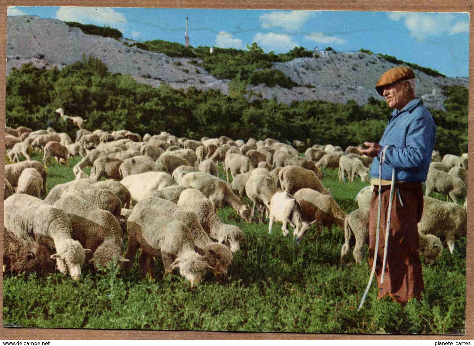 PROVENCE - Lot De 5 Cartes : Scènes Pastorales, Moutons, Bergerie, Transhumance - Crías