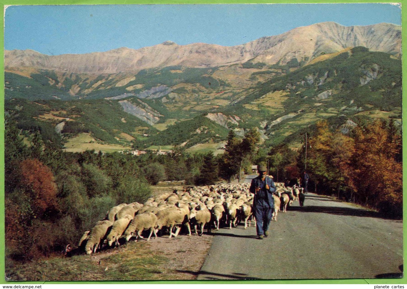 PROVENCE - Lot De 5 Cartes : Scènes Pastorales, Moutons, Bergerie, Transhumance - Elevage