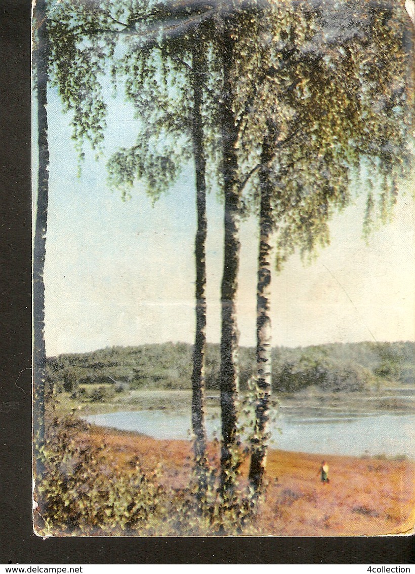 K. USSR Soviet Latvia Latvian SSR The Lake SALEZERS Photo By V. Upitis - Nature Birch Lake Coast Bank - Latvia