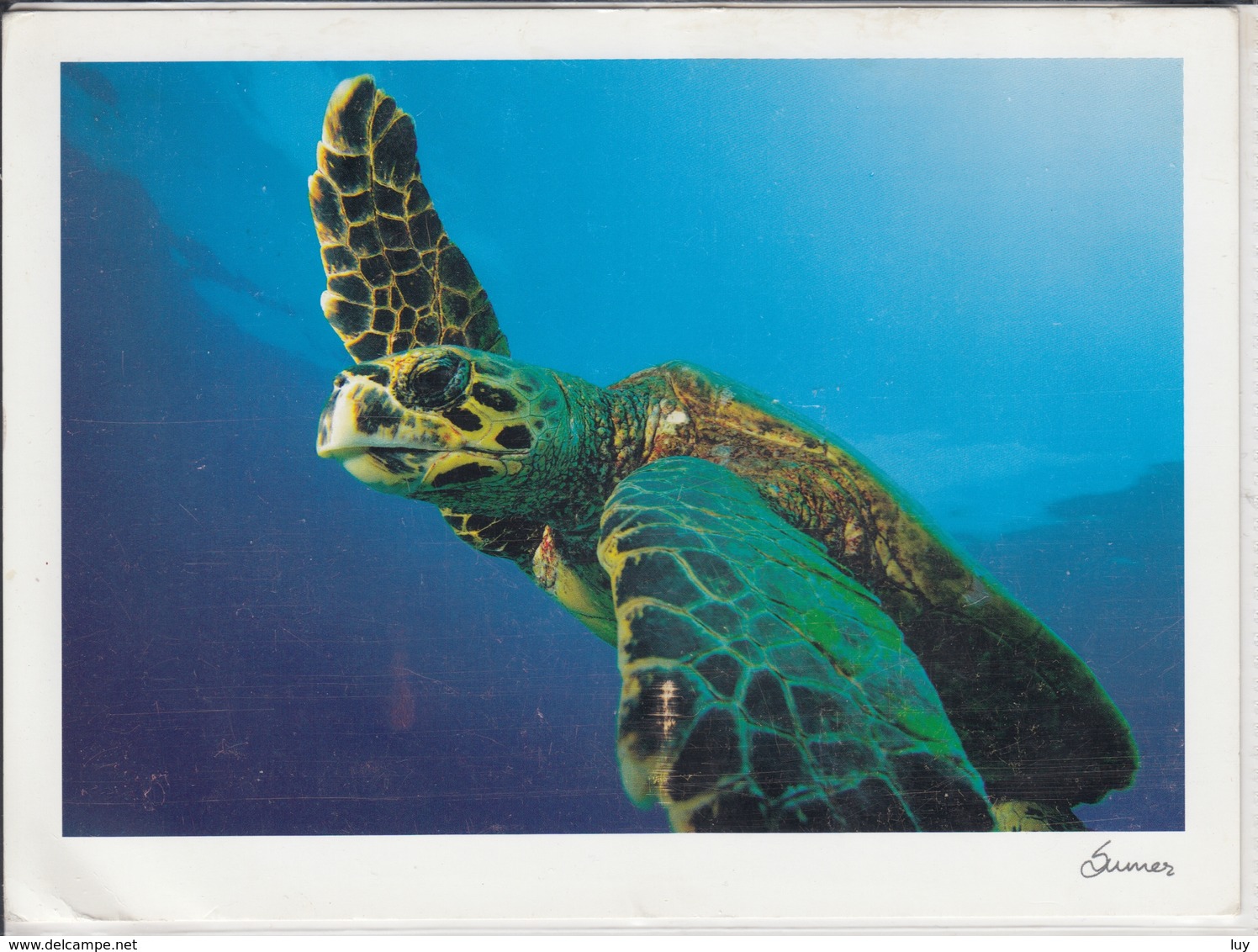 BANGRAM ATOLL India,  Old Hawksbill TURTLE, Manta Point,  Giant Format,  Nice Stamp - Turtles