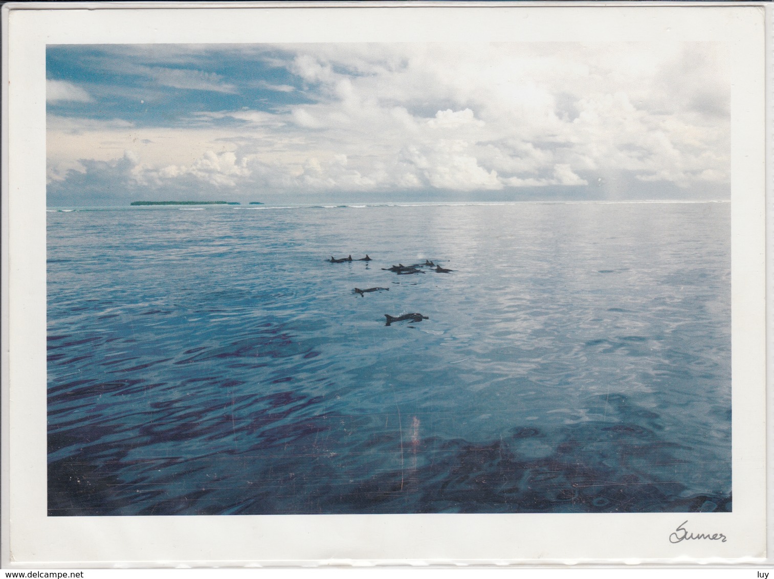 BANGRAM ATOLL India,  Pod Of DOLPHINS Against Bangaram, Princess Royal Reef;  Giant Format,  Nice Stamp - Dolphins
