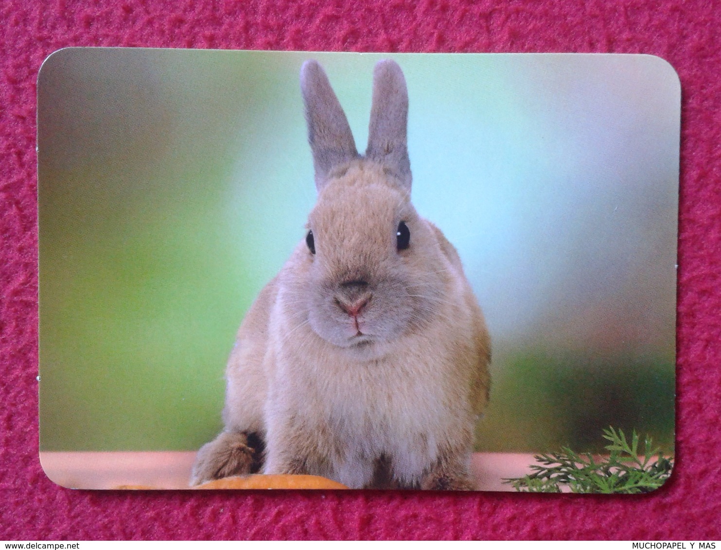 CALENDARIO DE BOLSILLO CALENDAR RABBIT LAPIN LIÈVRE HARE HASE LIEBRE CONEJO RABBITS CONEJOS VER FOTO/S Y DESCRIPCIÓN - Petit Format : 2001-...