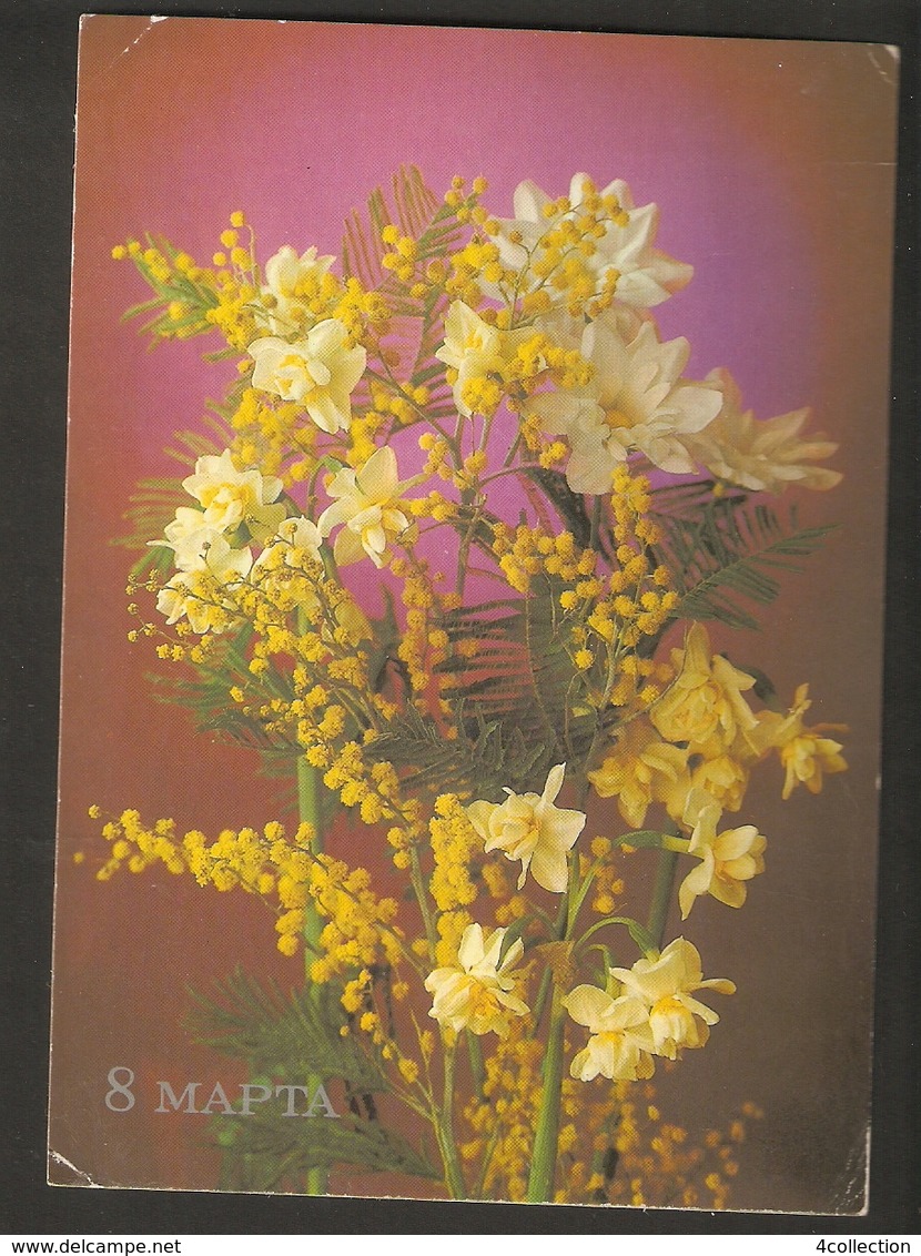 K USSR Soviet Russia - FLORA Flowers Narcissus Mimosa 8th March International Women Day Holidays Postcard 1985 - Flowers