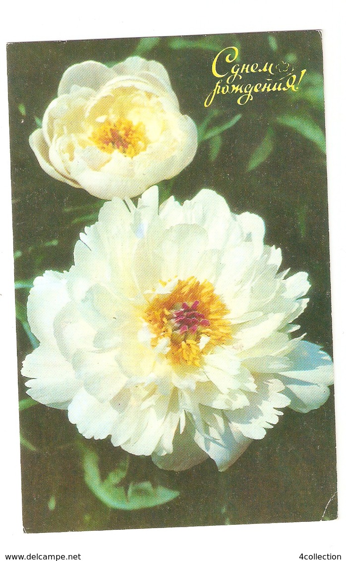 K. FLORA Flowers White Peonies Postcard 1974 USSR Soviet Russia - Flowers