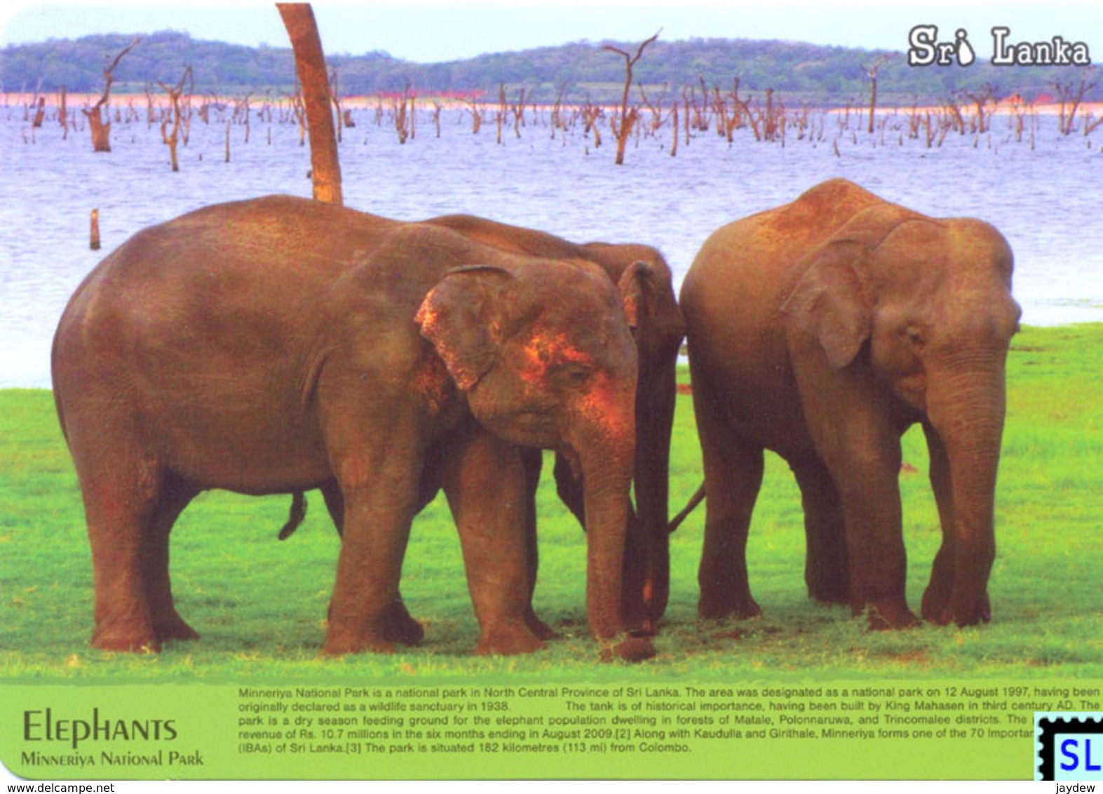 Sri Lanka Postcards, Minneriya National Park, Elephants, Postcrossing - Sri Lanka (Ceylon)