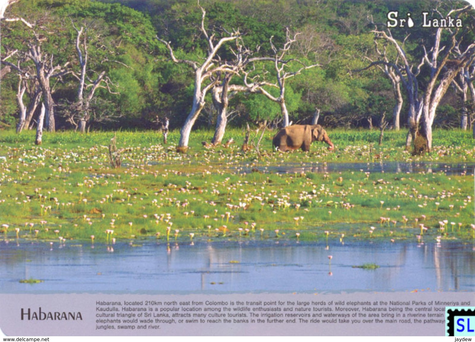 Sri Lanka Postcards, Habarana, Elephants, Postcrossing - Sri Lanka (Ceylon)