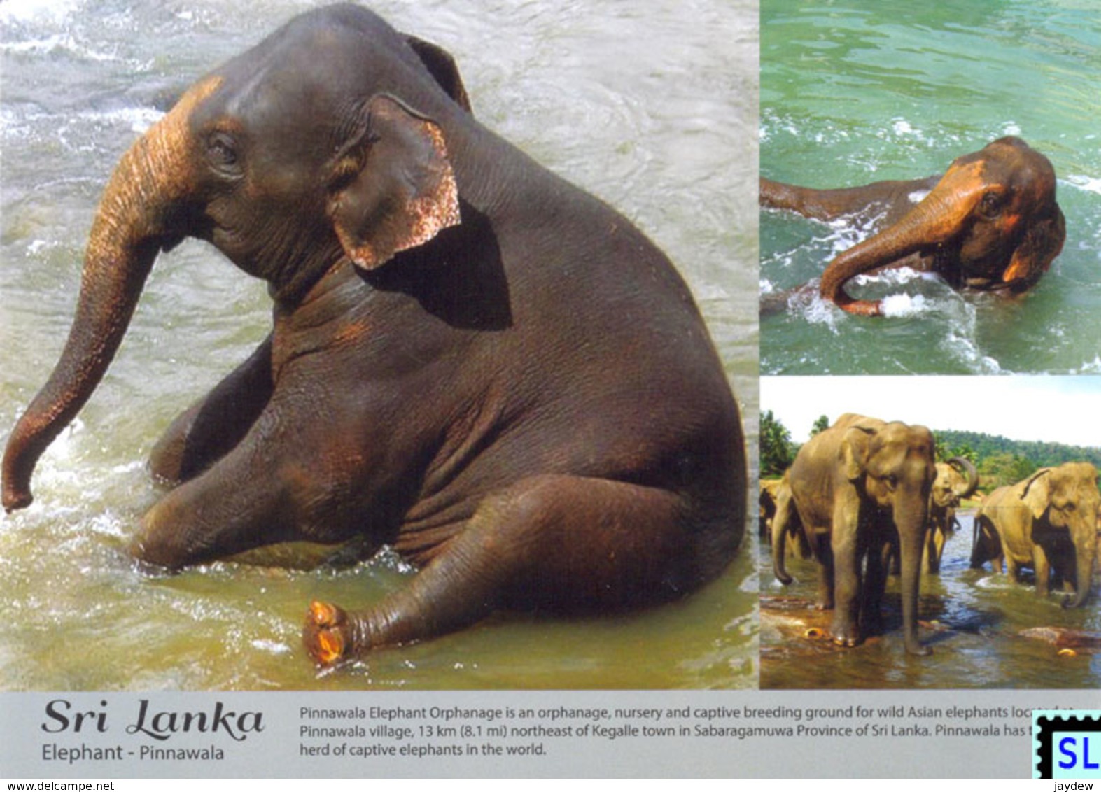 Sri Lanka Postcards, Pinnawala Elephant Orphanage, Elephants, Postcrossing - Sri Lanka (Ceilán)
