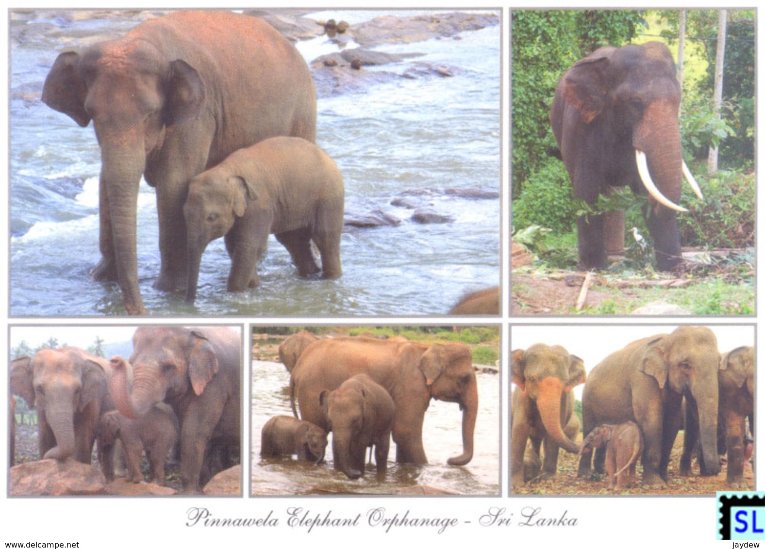 Sri Lanka Postcards, Pinnawala Elephant Orphanage, Elephants, Postcrossing - Sri Lanka (Ceylon)