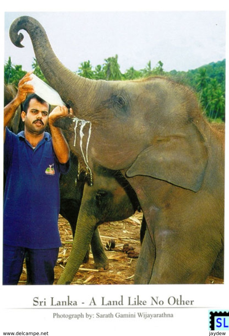 Sri Lanka Postcards, Pinnawala Elephant Orphanage, Elephants, Postcrossing - Sri Lanka (Ceilán)