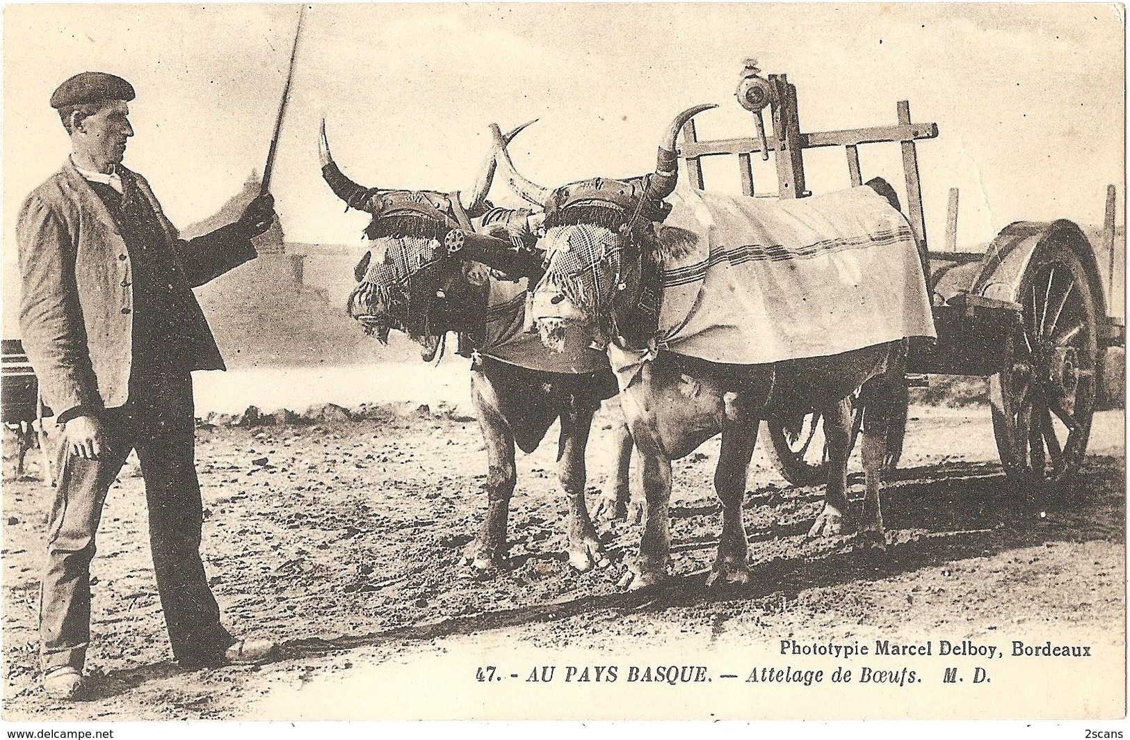 Dépt 64 - AU PAYS BASQUE - Attelage De Boeufs - M. D. N° 47 - Phototypie Marcel Delboy - Autres & Non Classés