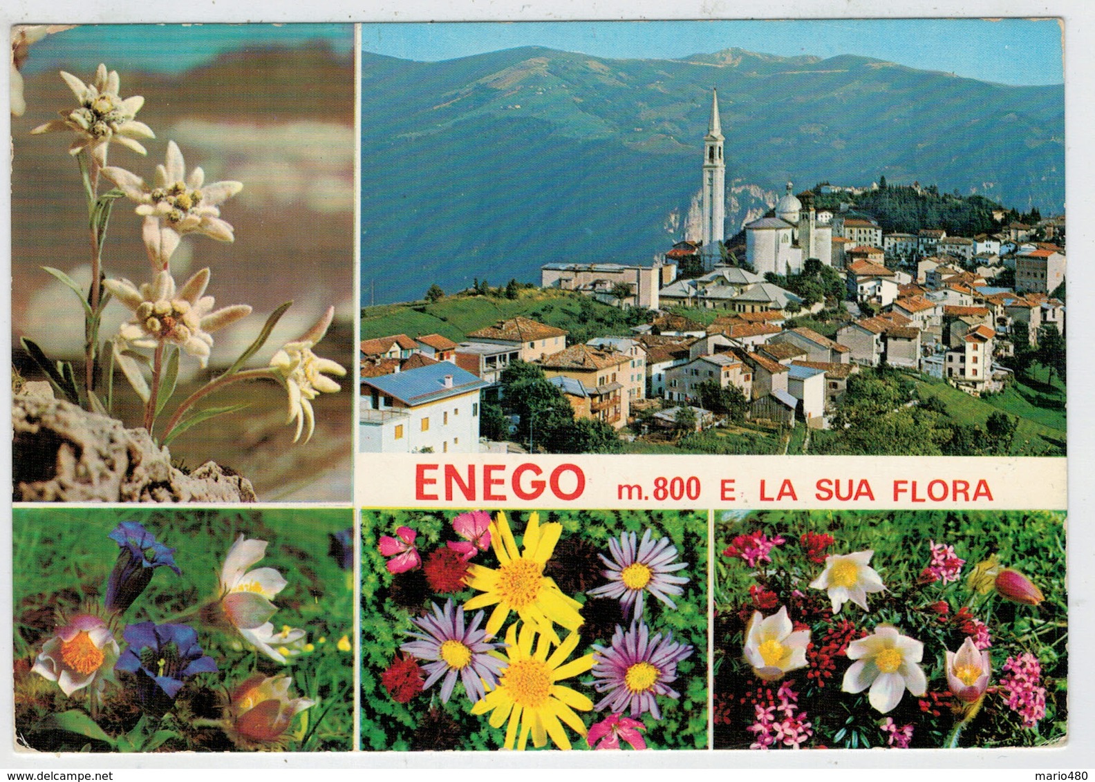 ENEGO  Mt. 800   E  LA  SUA  FLORA           (VIAGGIATA) - Altri & Non Classificati