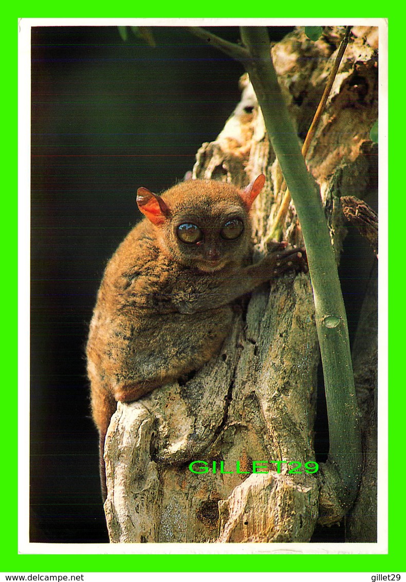 SINGES - TARSIER, THE SMALLEST MONKEY INTHE WORLD FOUND ONLY IN BOHOL, PHILIPPINES - - Singes