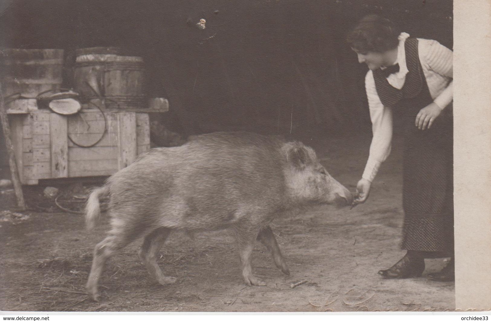 CP Photo Nourrissage D'un Sanglier à La Main (belle Scène) - Viehzucht