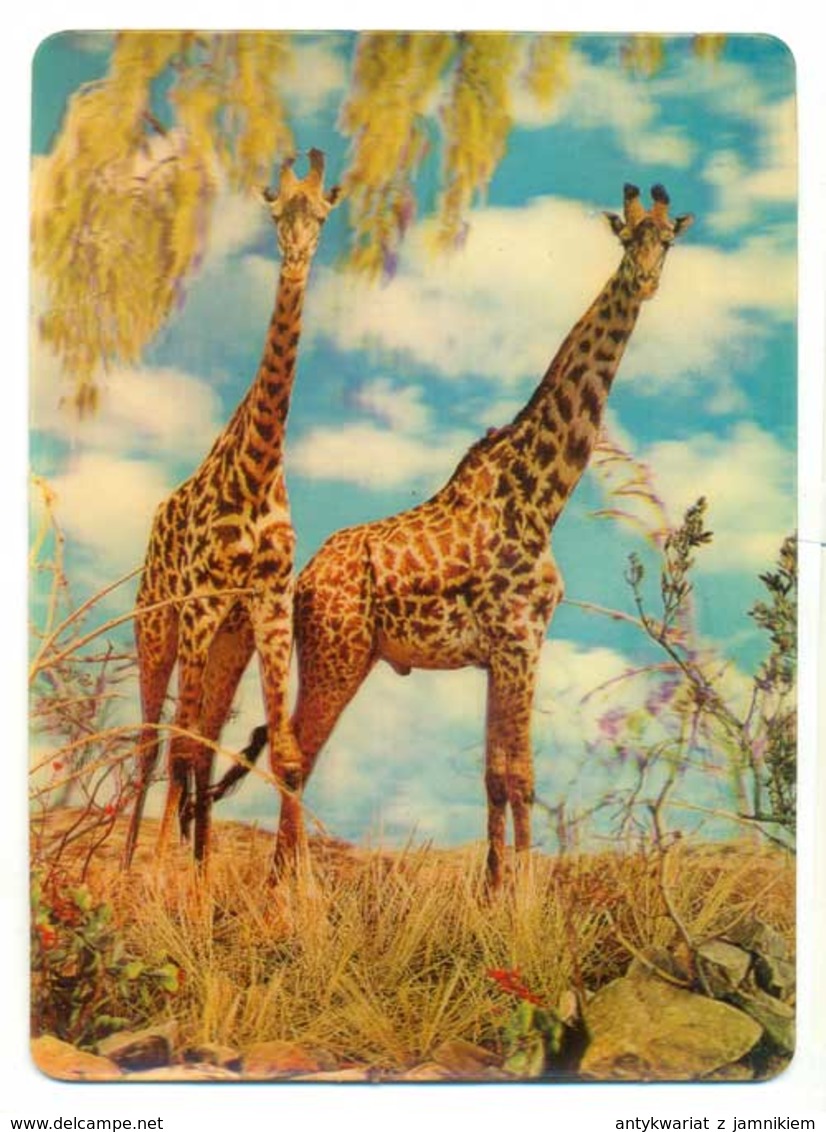Trójwymiarowa Lenticulaire 3D - Zwierzęta Żyrafa Giraffe - Giraffen