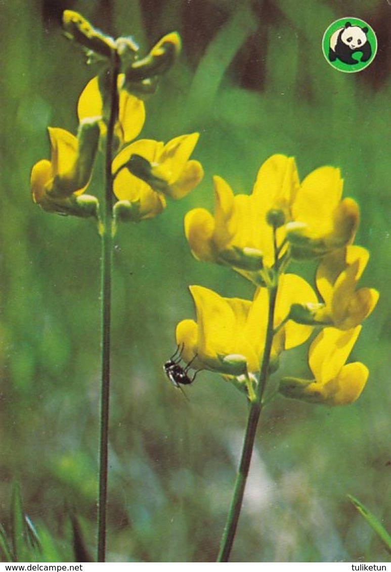 Flowers - Fleurs - Bloemen - Blumen - Fiori - Flores - Pea - (Lathyrus Pratensis) - WWF Panda Logo - Fleurs