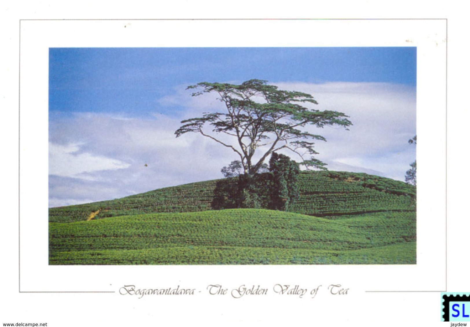 Sri Lanka Postcards, Tea Estate, Bogawantalawa, The Golden Valley Of Tea, Postcrossing - Sri Lanka (Ceylon)