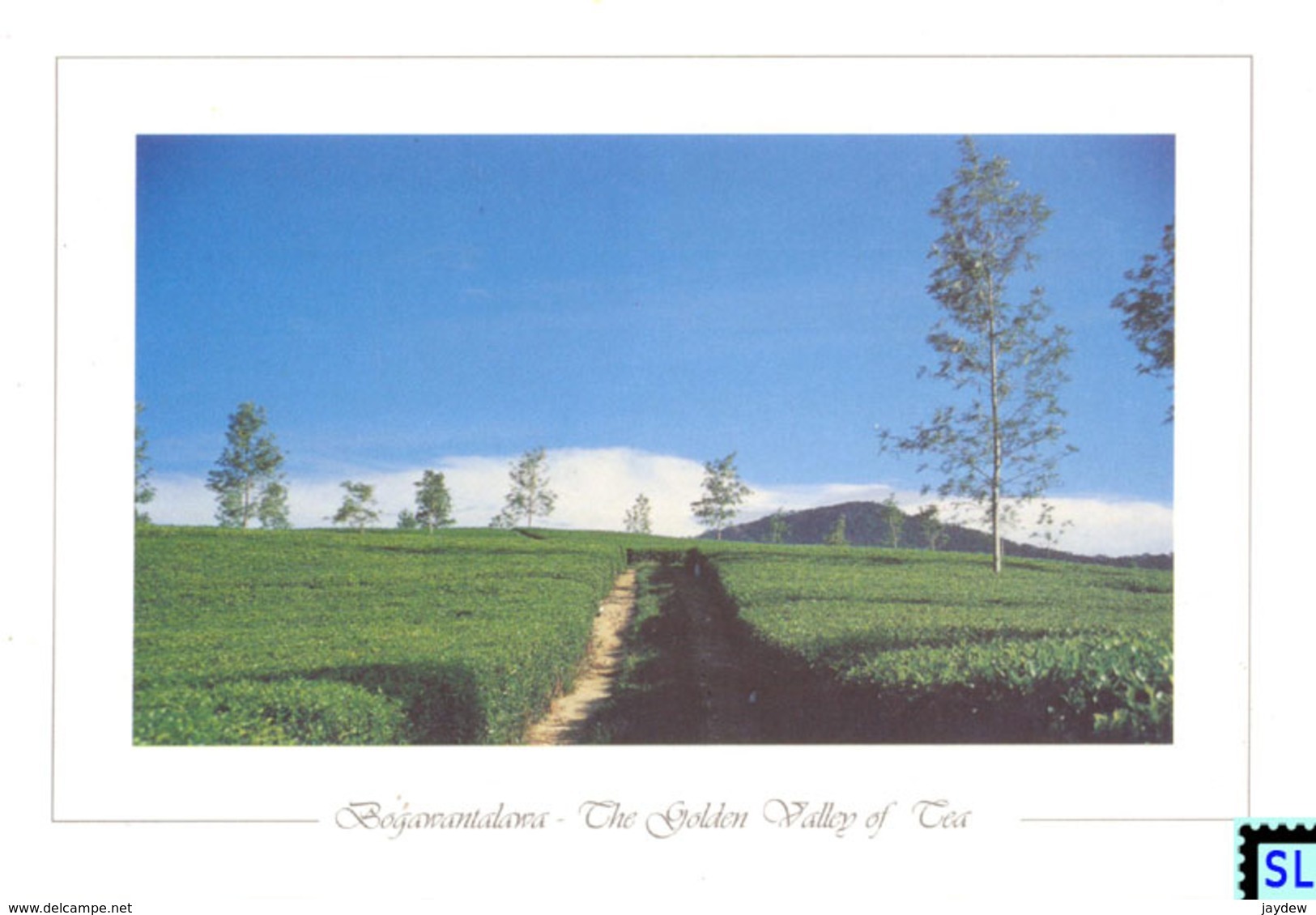 Sri Lanka Postcards, Tea Estate, Bogawantalawa, The Golden Valley Of Tea, Postcrossing - Sri Lanka (Ceylon)