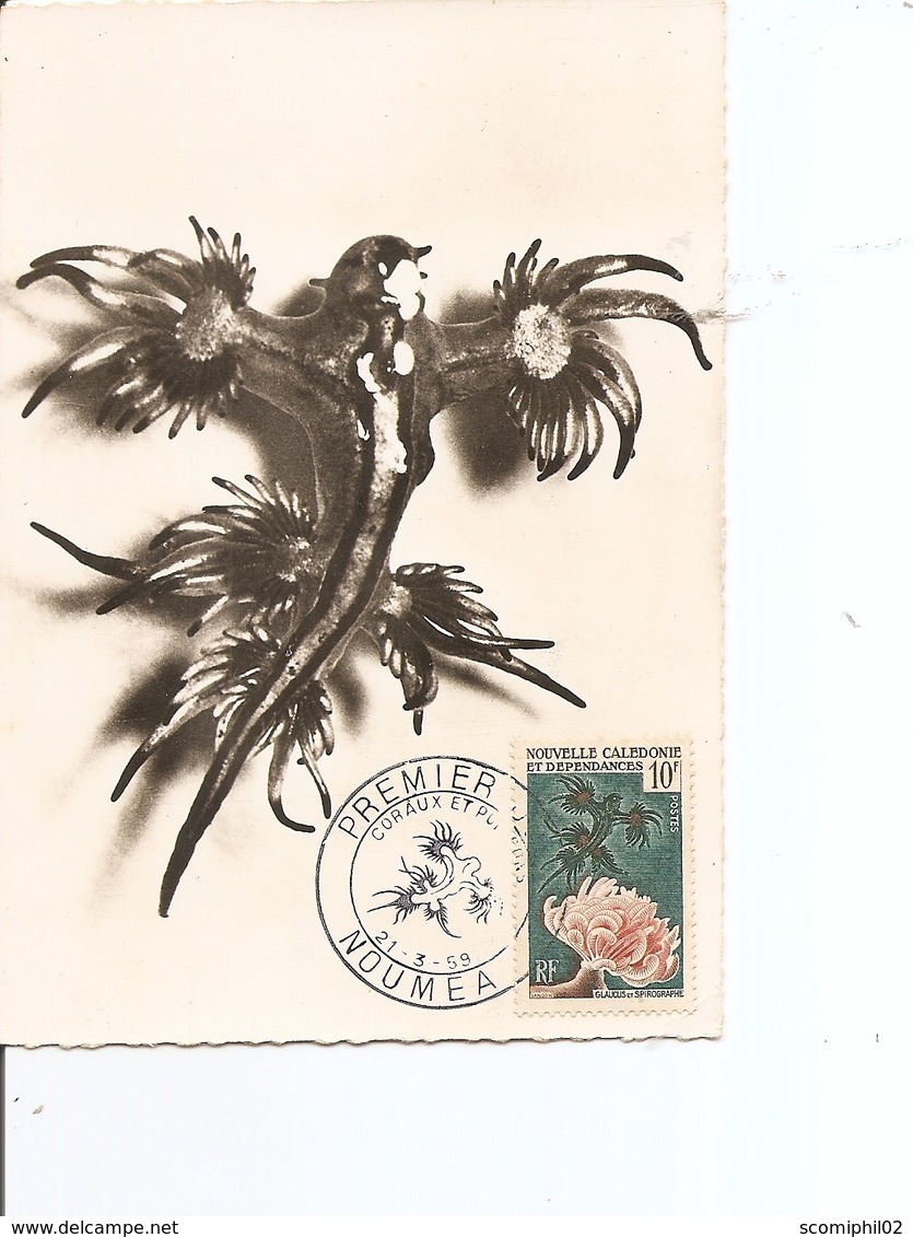 Nouvelle -Calédonie - Limace De Mer ( CM De 1959 à Voir) - Cartoline Maximum