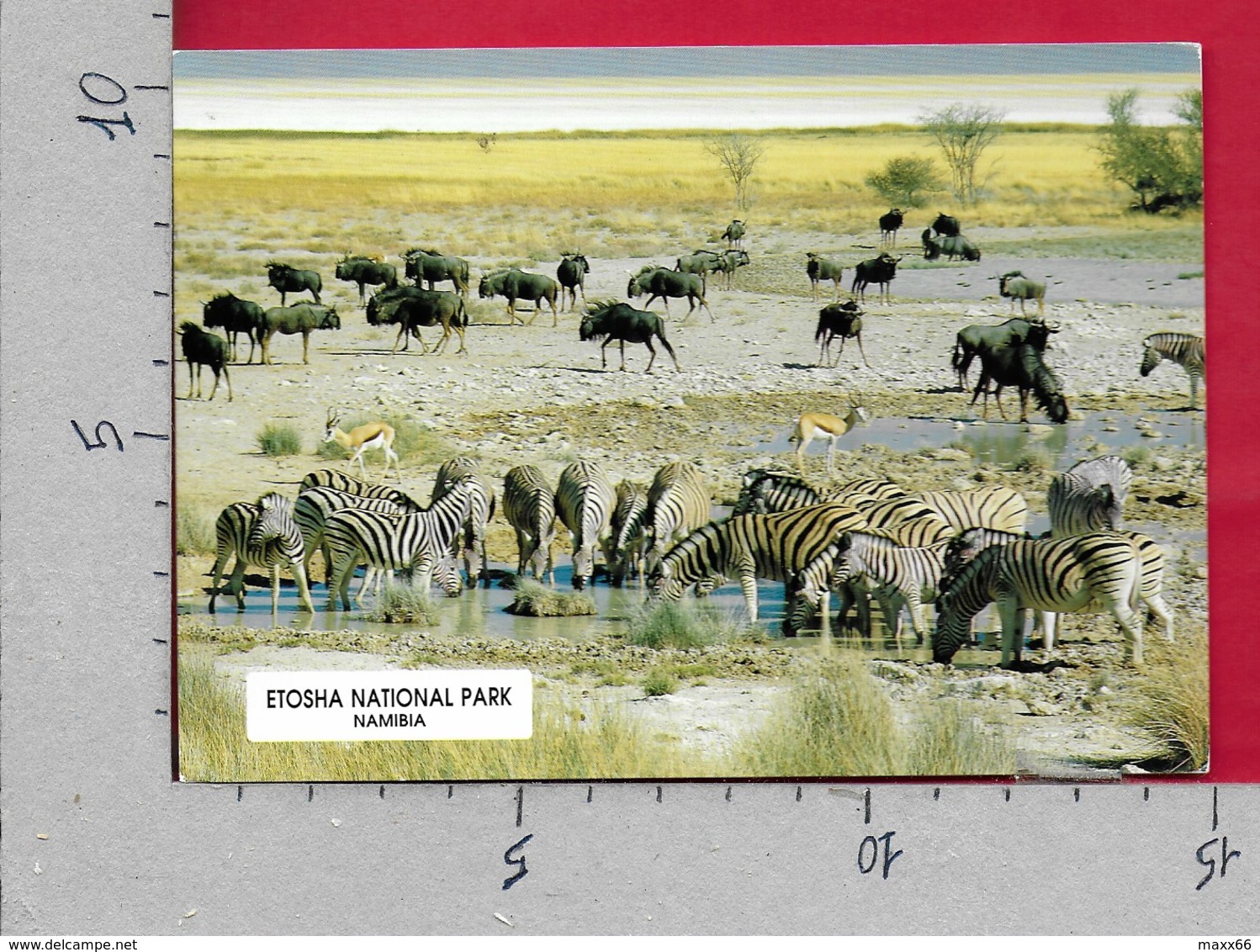 CARTOLINA VG NAMIBIA - ETOSHA National Park - Zebra - 10 X 15 - ANN. 1999 LEOPARD - Namibia