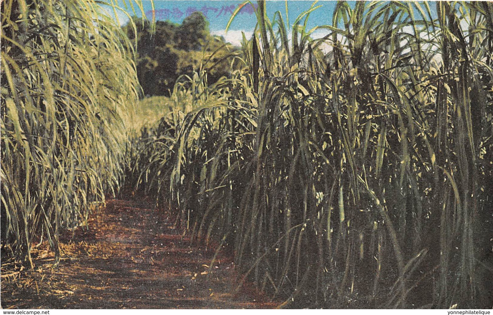 Océanie / 04 - Saipan Mariana - Sugar Cane Field - Autres & Non Classés