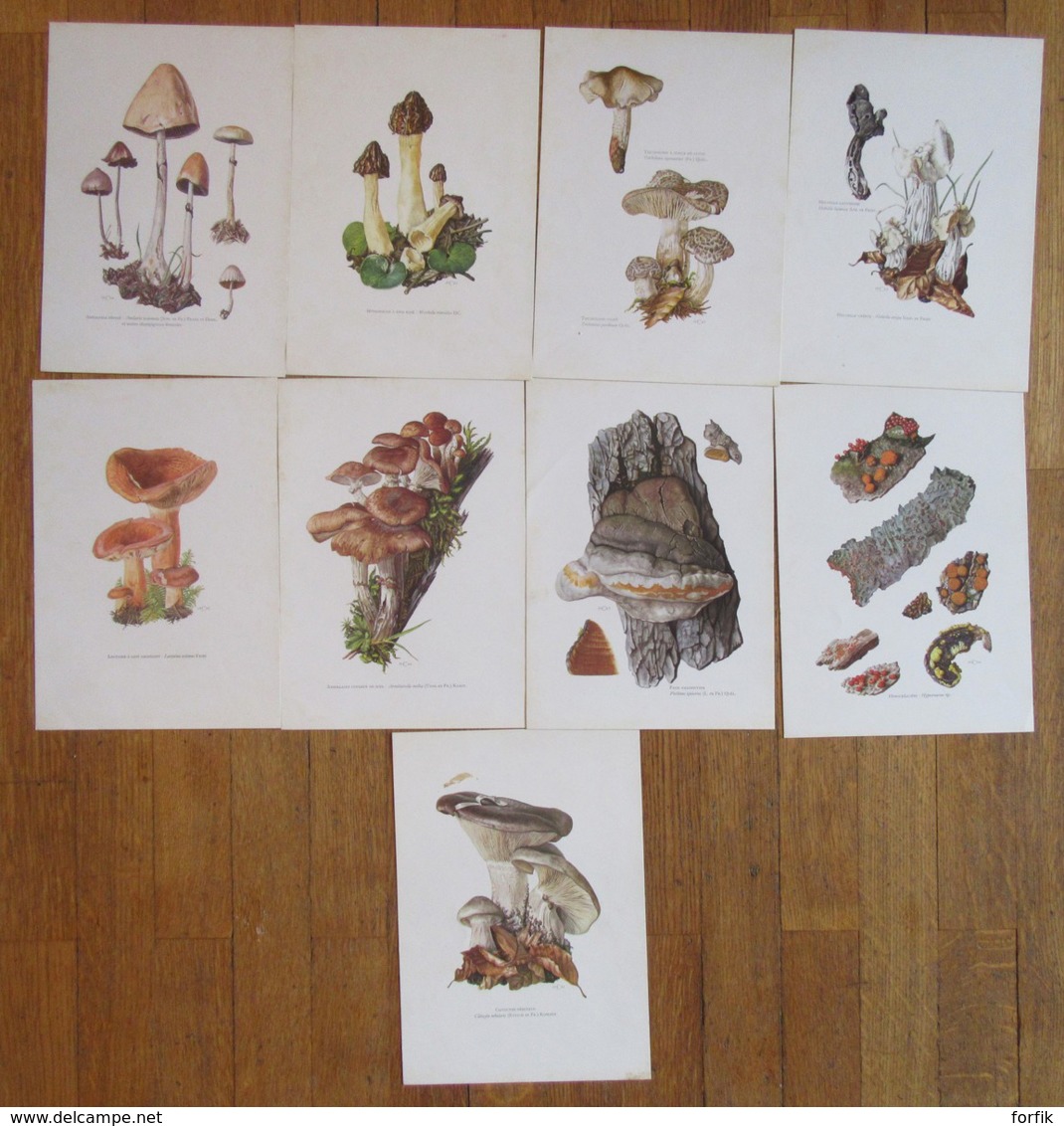 Thème Champignons - Lot De 9 Fiches Illustrées Format 27 X 19 Cm - Autres & Non Classés