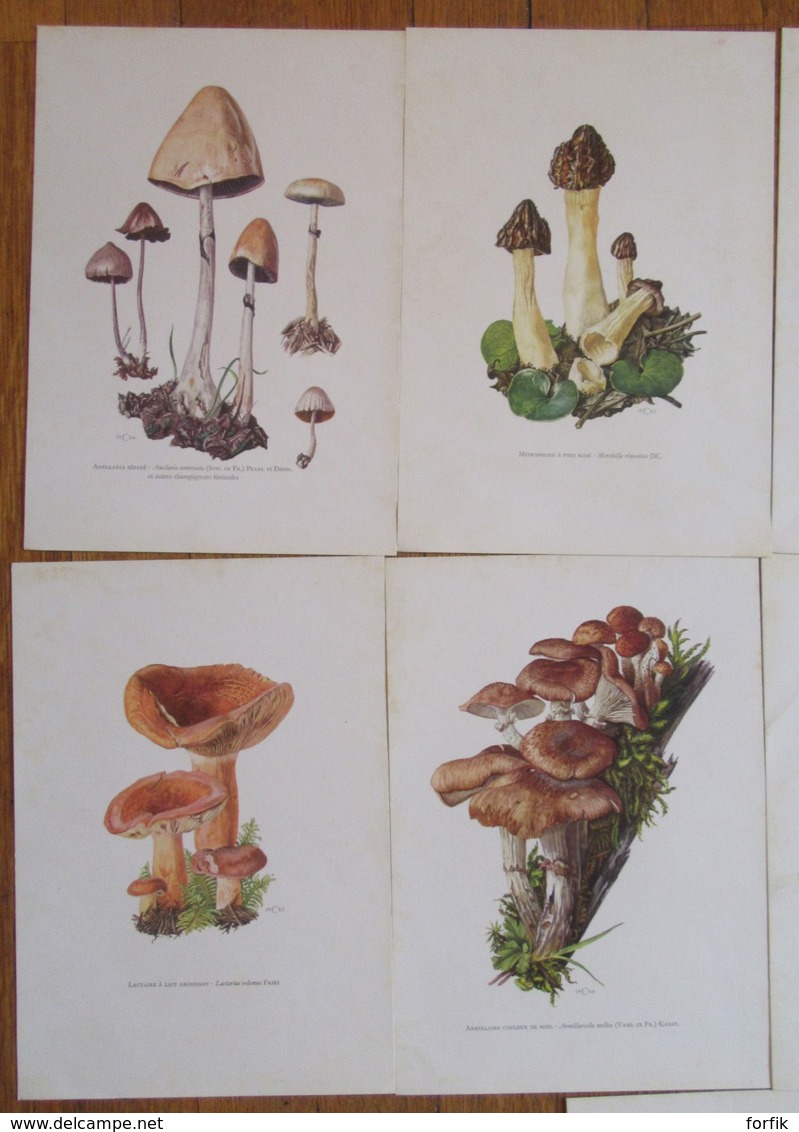 Thème Champignons - Lot De 9 Fiches Illustrées Format 27 X 19 Cm - Autres & Non Classés