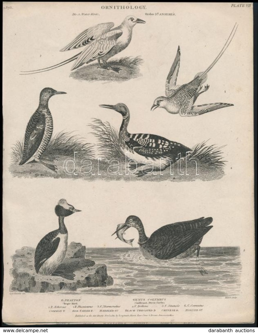 Cca 1850 2 Db Madarakat ábrázoló Acélmetszet / Birds Steel Engravings 22x27 Cm - Estampes & Gravures