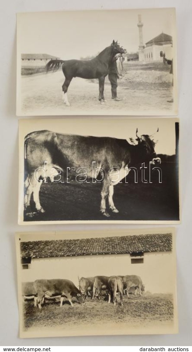 Cca 1930 Háztáji állatok: Tehenek, Ló, 3 Db Fotó, 10×16 Cm - Other & Unclassified