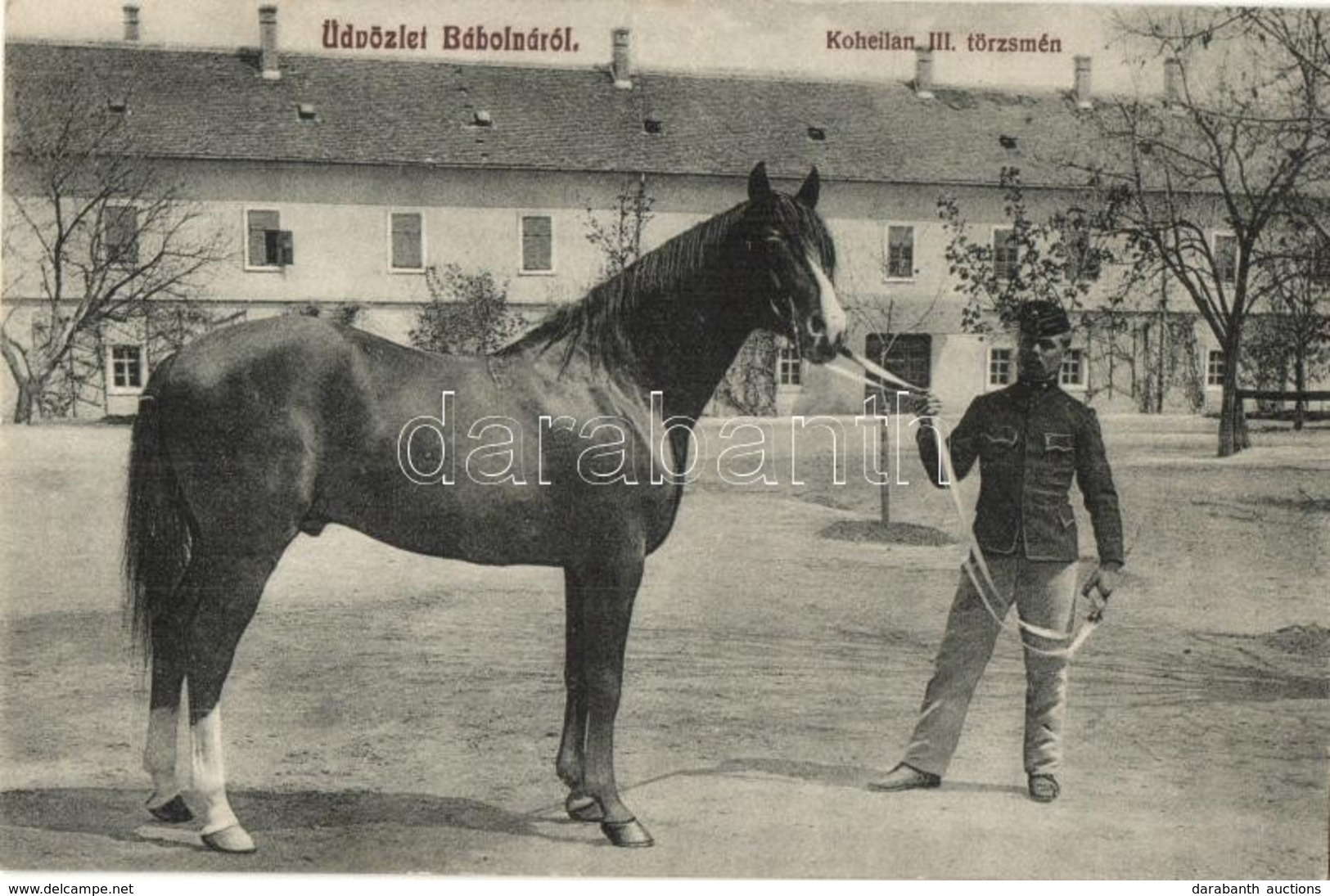 * T2 Bábolna, M. Kir. állami Ménes, Méntelep, Koheilan III. Törzsmén. Kiadja Fischer Gyula - Ohne Zuordnung